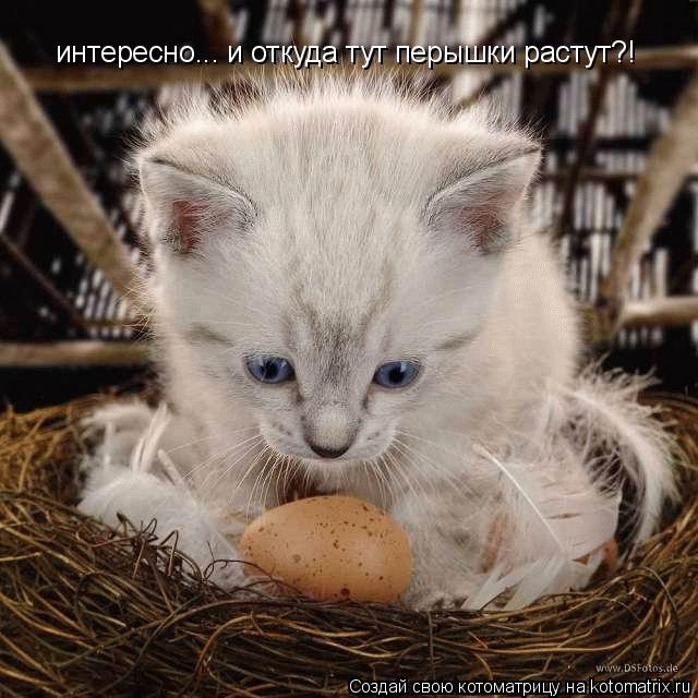 интересно... и откуда тут перышки растут?!... Котоматрица: интересно... и откуда тут перышки растут?!