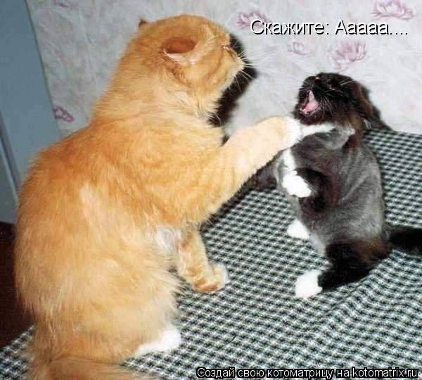 Скажите: Ааааа....... Котоматрица: Скажите: Ааааа....