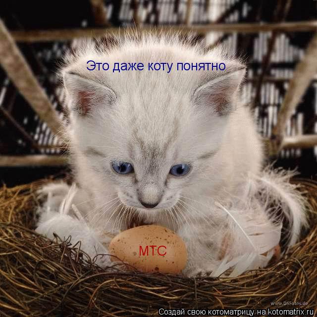 Это даже коту понятно МТС... Котоматрица: Это даже коту понятно МТС