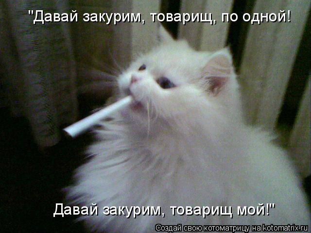 "Давай закурим, товарищ, по одной! Давай закурим, товарищ мой!"... Котоматрица: "Давай закурим, товарищ, по одной! Давай закурим, товарищ мой!"