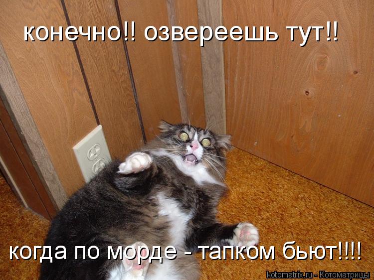конечно!! озвереешь тут!! когда по морде - тапком бьют!!!!... Котоматрица: конечно!! озвереешь тут!! когда по морде - тапком бьют!!!!