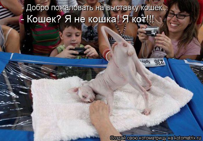 - Добро пожаловать на выставку кошек... - Кошек? Я не кошка! Я кот!!!... Котоматрица: - Добро пожаловать на выставку кошек... - Кошек? Я не кошка! Я кот!!!