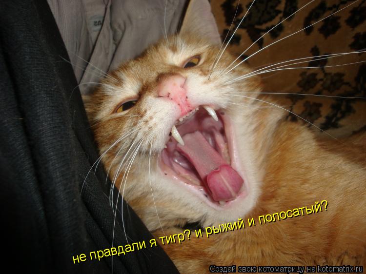 не правдали я тигр? и рыжий и полосатый?... Котоматрица: не правдали я тигр? и рыжий и полосатый?