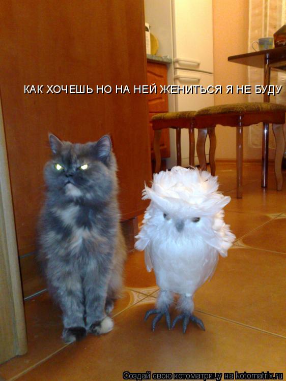 КАК ХОЧЕШЬ НО НА НЕЙ ЖЕНИТЬСЯ Я НЕ БУДУ... Котоматрица: КАК ХОЧЕШЬ НО НА НЕЙ ЖЕНИТЬСЯ Я НЕ БУДУ