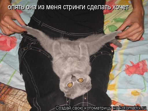 опять она из меня стринги сделать хочет... Котоматрица: опять она из меня стринги сделать хочет
