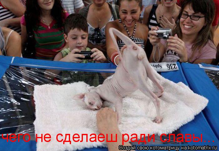 чего не сделаеш ради славы...... Котоматрица: чего не сделаеш ради славы...