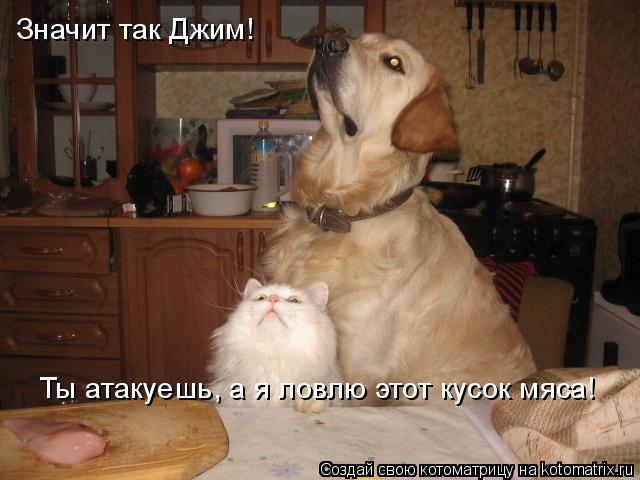 Котоматрица: Значит так Джим! Ты атакуешь, а я ловлю этот кусок мяса!