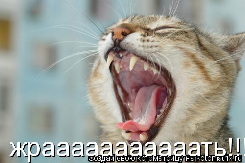 жрааааааааааать!!!... Котоматрица: жрааааааааааать!!!