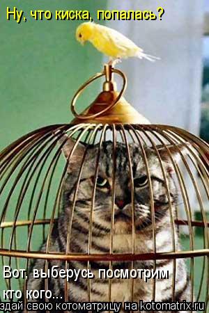 Ну, что киска, попалась? Вот, выберусь посмотрим кто кого...... Котоматрица: Ну, что киска, попалась? Вот, выберусь посмотрим кто кого...