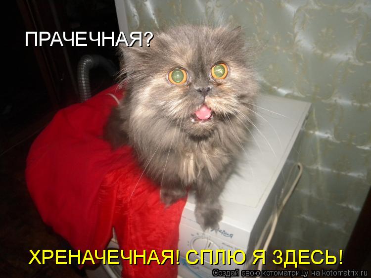 Котоматрица: ПРАЧЕЧНАЯ?  ХРЕНАЧЕЧНАЯ! СПЛЮ Я ЗДЕСЬ!