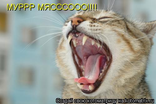 МУРРР МЯСССООО!!!!... Котоматрица: МУРРР МЯСССООО!!!!