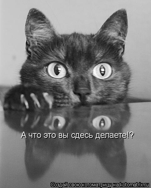 А что это вы сдесь делаете!?... Котоматрица: А что это вы сдесь делаете!?