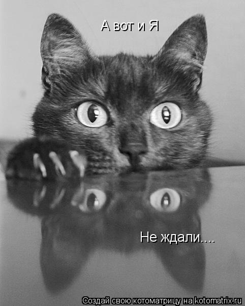 А вот и Я Не ждали....... Котоматрица: А вот и Я Не ждали....