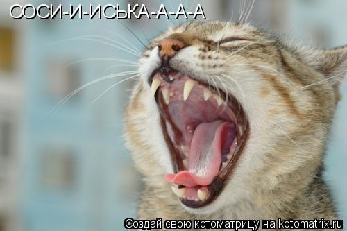 СОСИ-И-ИСЬКА-А-А-А... Котоматрица: СОСИ-И-ИСЬКА-А-А-А