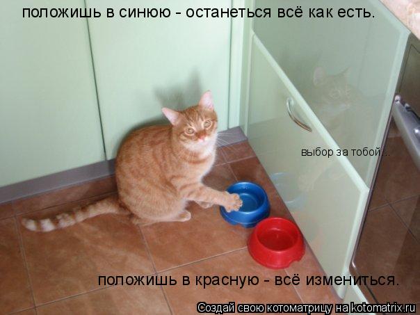 положишь в синюю - останеться всё как есть. положишь в красную - всё измениться. выбор за тобой...... Котоматрица: положишь в синюю - останеться всё как есть. положишь в красную - всё измениться. выбор за тобой...