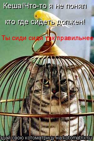 Кеша!Что-то я не понял кто где сидеть должен! Ты сиди сиди так правильнее.... Котоматрица: Кеша!Что-то я не понял кто где сидеть должен! Ты сиди сиди так правильнее.