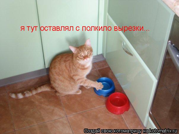 я тут оставлял с полкило вырезки...... Котоматрица: я тут оставлял с полкило вырезки...