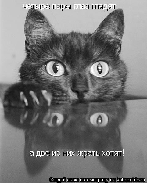 четыре пары глаз глядят а две из них жрать хотят!... Котоматрица: четыре пары глаз глядят а две из них жрать хотят!