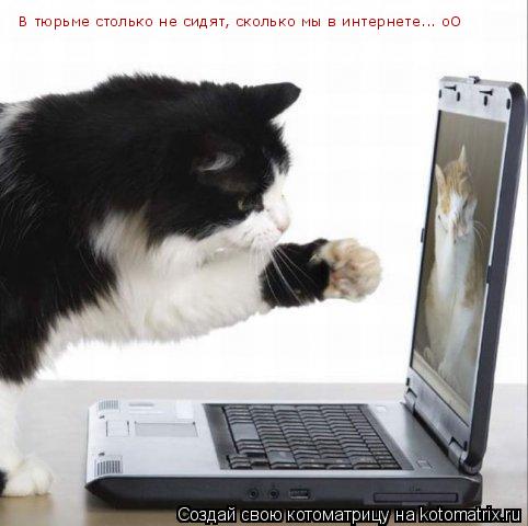В тюрьме столько не сидят, сколько мы в интернете... оО... Котоматрица: В тюрьме столько не сидят, сколько мы в интернете... оО
