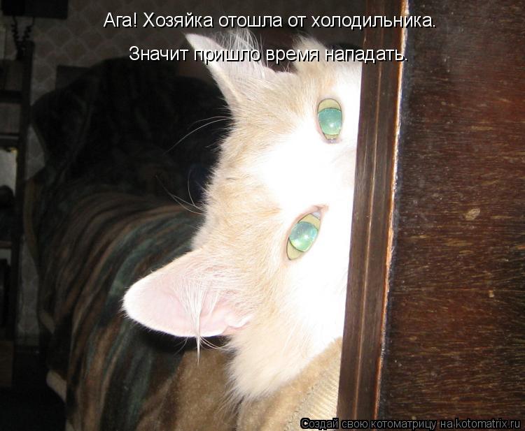 Ага! Хозяйка отошла от холодильника. Значит пришло время нападать.... Котоматрица: Ага! Хозяйка отошла от холодильника. Значит пришло время нападать.