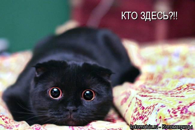 КТО ЗДЕСЬ?!!... Котоматрица: КТО ЗДЕСЬ?!!