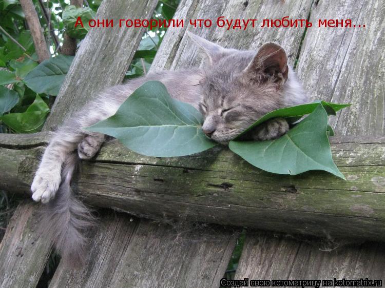 Котоматрица: А они говорили что будут любить меня...