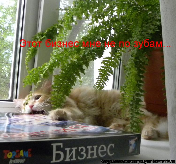 Котоматрица: Этот бизнес мне не по зубам...