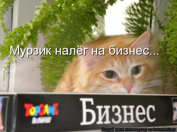 Котоматрица: Мурзик налёг на бизнес...