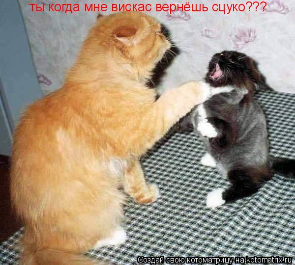 Котоматрица: ты когда мне вискас вернёшь сцуко???