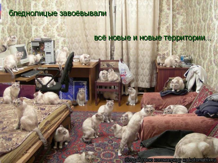 Котоматрица: бледнолицые завоёвывали всё новые и новые территории...