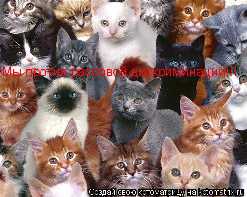 Котоматрица: Мы против рассовой дискриминации!!! Мы против рассовой дискриминации!!!