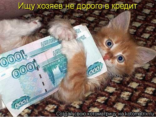 Котоматрица: Ищу хозяев не дорого в кредит