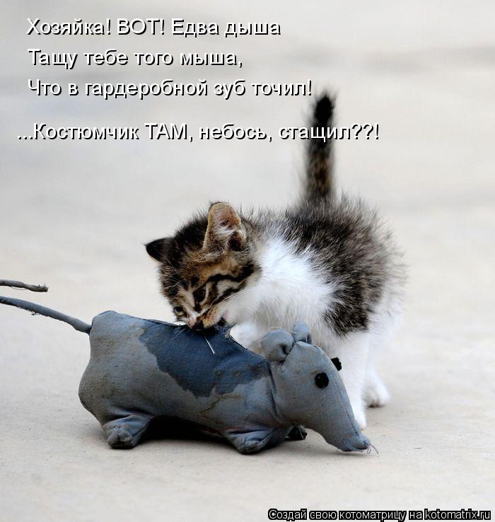 Хозяйка! ВОТ! Едва дыша Тащу тебе того мыша, Что в гардеробной зуб точил! ...Костюмчик ТАМ, небось, с... Котоматрица: Хозяйка! ВОТ! Едва дыша Тащу тебе того мыша, Что в гардеробной зуб точил! ...Костюмчик ТАМ, небось, стащил??!