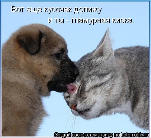 Котоматрица: Вот еще кусочек долижу  и ты - гламурная киска.