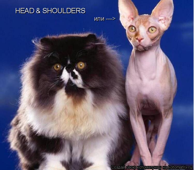 HEAD & SHOULDERS или --->... Котоматрица: HEAD & SHOULDERS или --->