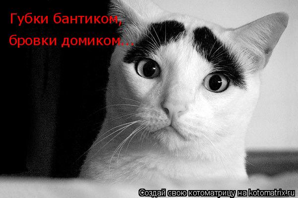 Котоматрица: Губки бантиком, бровки домиком...
