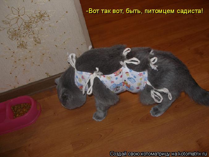 Котоматрица: -Вот так вот, быть, питомцем садиста!