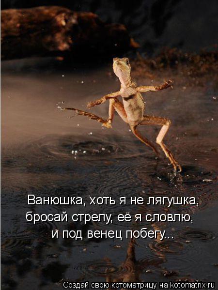 Котоматрица: Ванюшка, хоть я не лягушка, бросай стрелу, её я словлю, и под венец побегу...