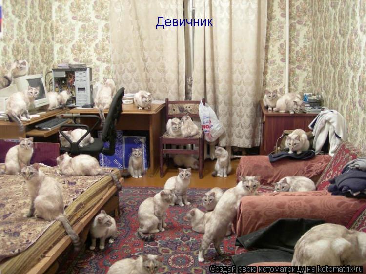 Котоматрица: Девичник