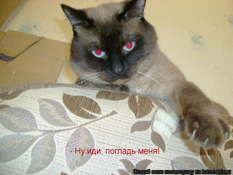 Котоматрица: - Ну иди, погладь меня!