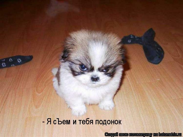 Котоматрица: - Я сЪем и тебя подонок