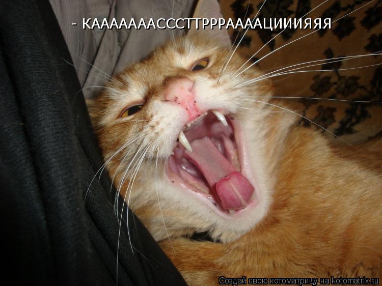 Котоматрица: - КАААААААСССТТРРРААААЦИИИЯЯЯ