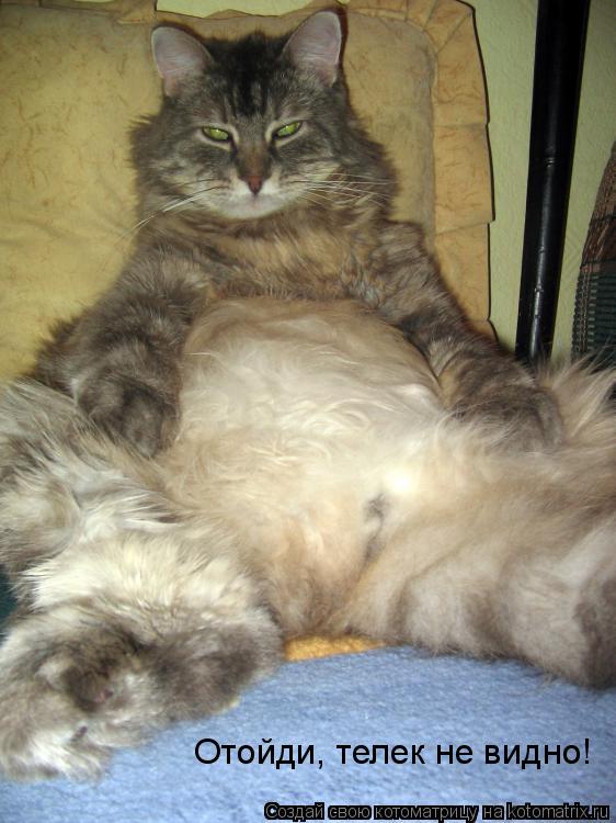 Котоматрица: Отойди, телек не видно!