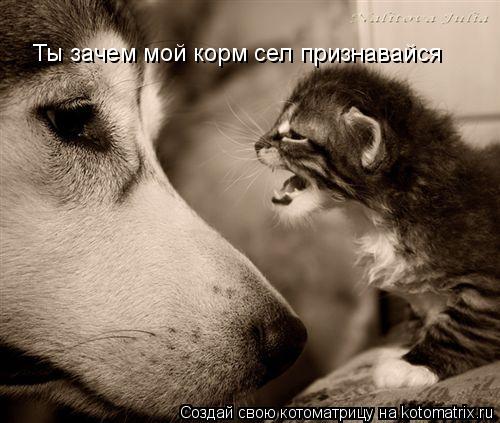 Котоматрица: Ты зачем мой корм сел признавайся