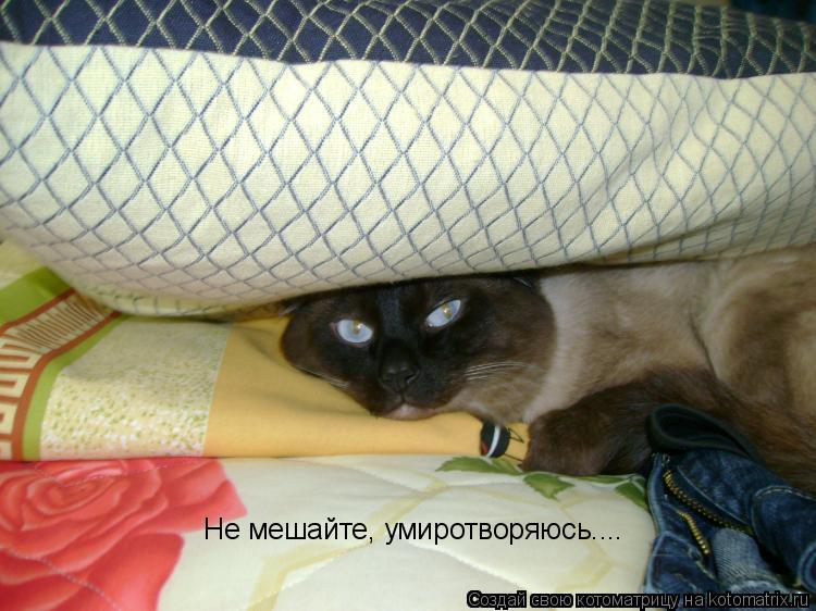 Котоматрица: Не мешайте, умиротворяюсь....
