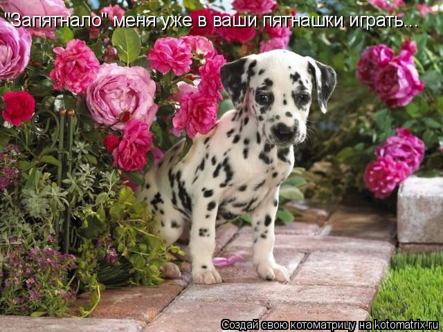 Котоматрица: "Запятнало" меня уже в ваши пятнашки играть...