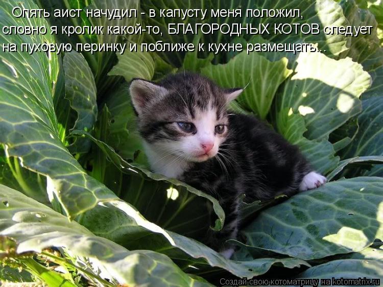 Котоматрица: Опять аист начудил - в капусту меня положил, словно я кролик какой-то, БЛАГОРОДНЫХ КОТОВ следует на пуховую перинку и поближе к кухне размещ