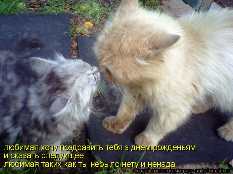 Котоматрица: любимая хочу поздравить тебя з днем рожденьям и сказать следуищее любимая таких как ты небыло нету и ненада