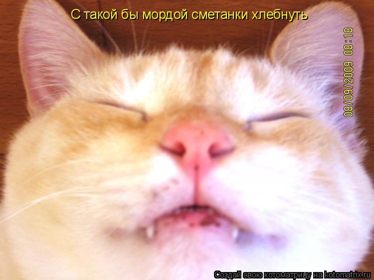 Котоматрица: С такой бы мордой сметанки хлебнуть