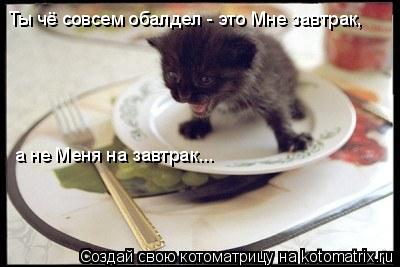 Котоматрица: а не Меня на завтрак... Ты чё совсем обалдел - это Мне завтрак,
